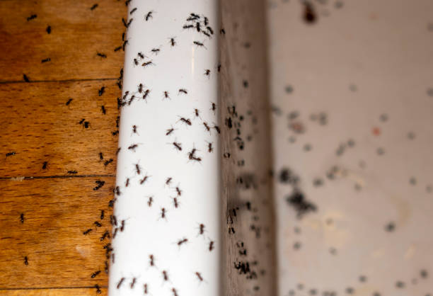 Best Spider Control Near Me  in Hurstbourne, KY